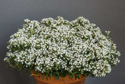 Andromeda polifolia compacta